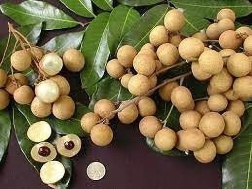 Lonicera Japonica (Hybrid, Pack Of 1)