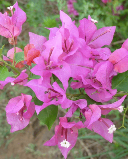 Partha Bougainvillea Fower Plant-HariGuru Partha Bougainvillea Fower Plant-HariGuru