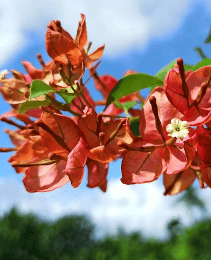Tanglong Orange Bougainvillea Fower Plant-HariGuru