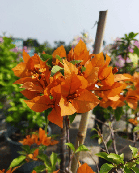 Fire Opal Bougainvillea Fower Plant-HariGuru