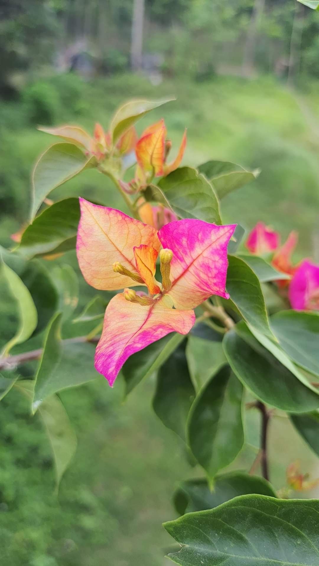 Bougainvillea Plant (Hybrid, Pack Of 1)-HariGuru