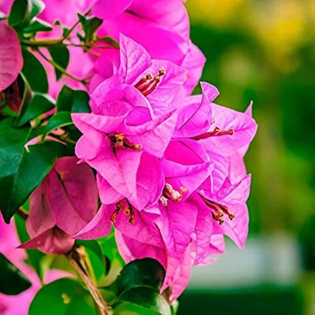 Pink Bougainvillea Flowering Plant | For Home Garden-HariGuru
