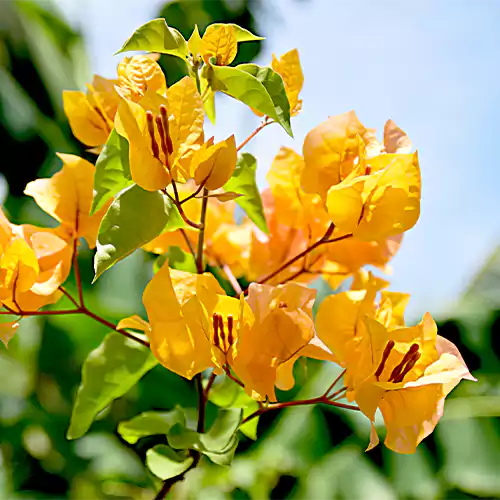 Yellow Bougainvillea Flowering Plant-HariGuru