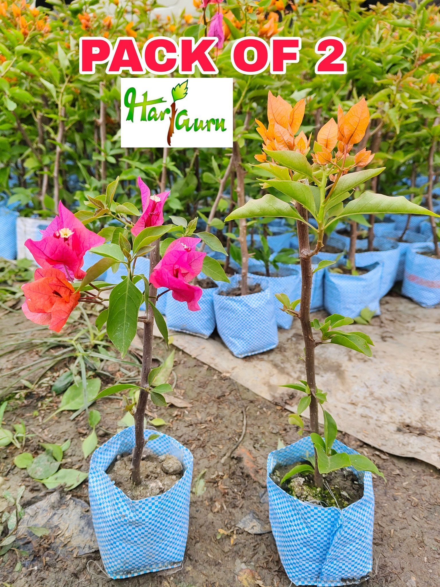 Combo of 2 Hybrid Bougainvillea Plants | For Home Garden-HariGuru