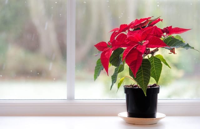 Hybrid Poinsettia Plant | For Home Garden Hybrid Poinsettia Plant | For Home Garden