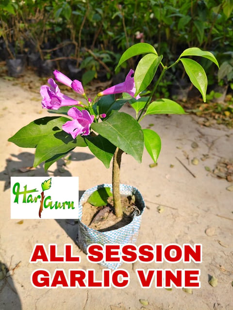 Garlic Vine Plant (Hybrid, Pack Of 1)