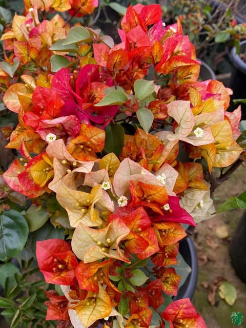 Chitra Bougainvillea Flowering Plant-HariGuru
