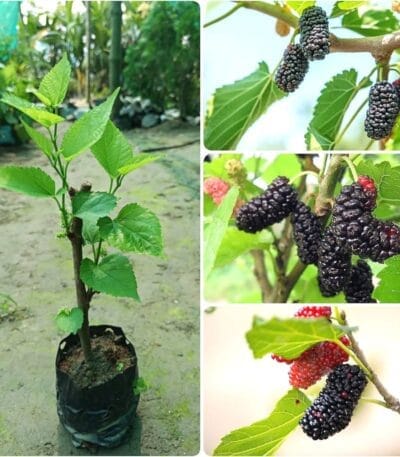 Long Mulberry Fruit Plant (Hybrid variety) Long Mulberry Fruit Plant (Hybrid variety)