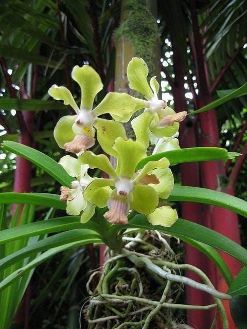 Orchid Plant (Hybrid, Pack Of 1) Orchid Plant (Hybrid, Pack Of 1)