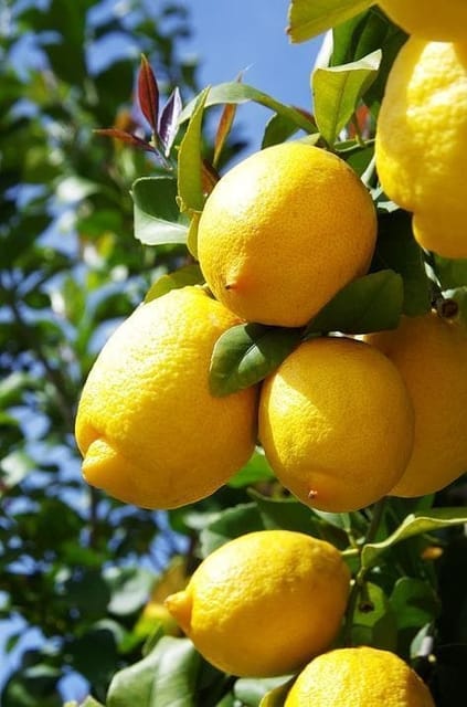 Lemon Plant (Hybrid, Pack Of 1)-HariGuru