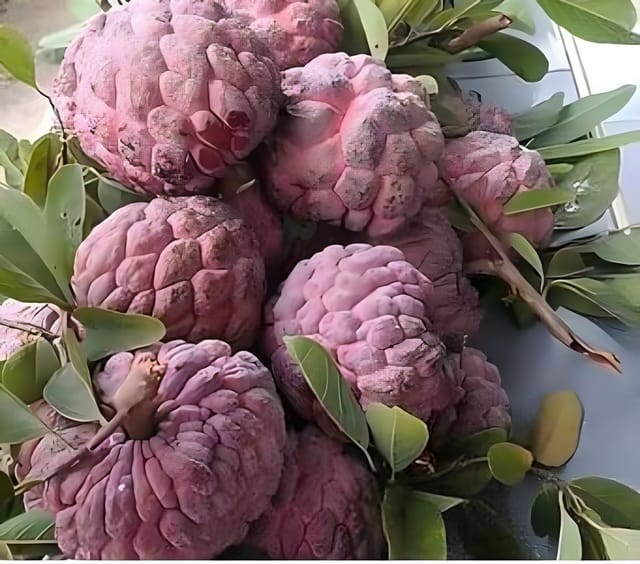 Hybrid Custard Apple Plant | For Home Garden Hybrid Custard Apple Plant | For Home Garden