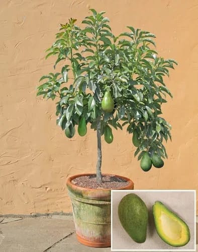 Avocado Fruit Plant Grafted-HariGuru