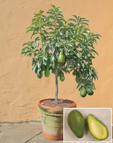 Avocado Fruit Plant Grafted-HariGuru