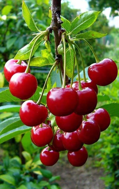 Barbados Cherry Big Size Hybrid Fruit Plant Barbados Cherry Big Size Hybrid Fruit Plant