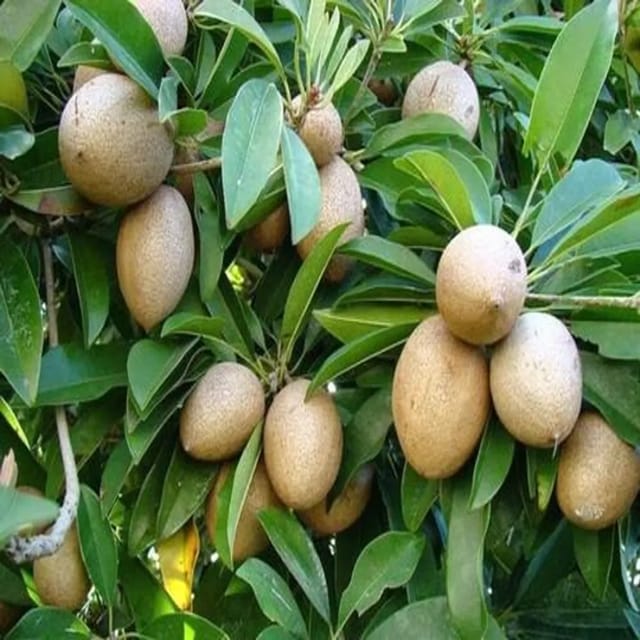Thai Kalapati Chiku Plant/ Dwarf And Hybrid (Grafted) Plants