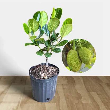 Thai All Time Jackfruit (Grafted) Plant-HariGuru Thai All Time Jackfruit (Grafted) Plant-HariGuru