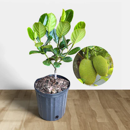 Thai All Time Jackfruit (Grafted) Plant-HariGuru