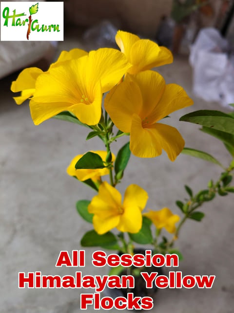 Mandevilla Plant (Hybrid, Pack Of 1) Mandevilla Plant (Hybrid, Pack Of 1)