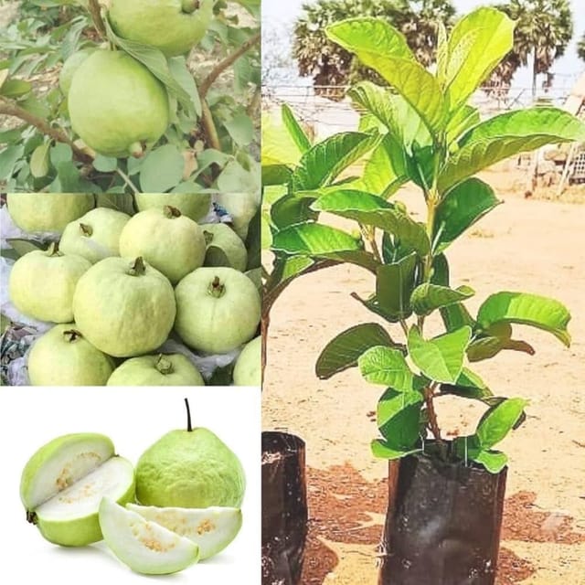 Hybrid All Time Baramasi Vietnam Guava Plant | For Home Garden Hybrid All Time Baramasi Vietnam Guava Plant | For Home Garden