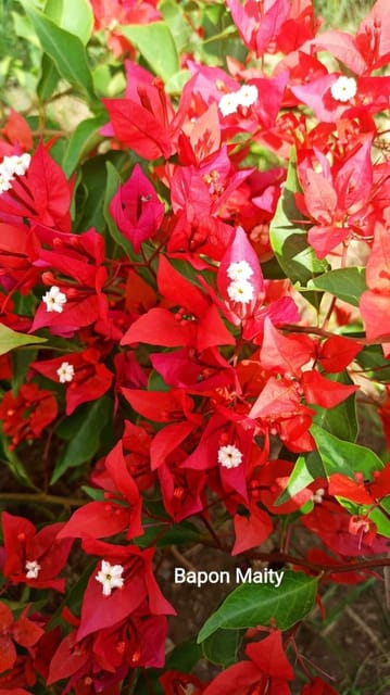 Bougainvillea Plant (Hybrid, Pack Of 1) Bougainvillea Plant (Hybrid, Pack Of 1)