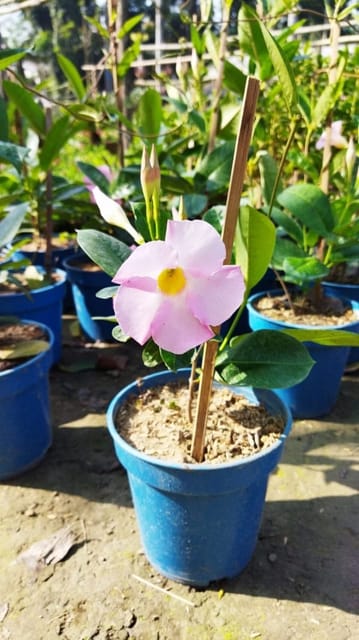 Light Pink Allamanda Flower Plant | For Home Garden