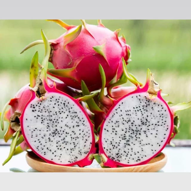 Dragon Fruit Plant Hybrid White Dragon Fruit Plant Hybrid White