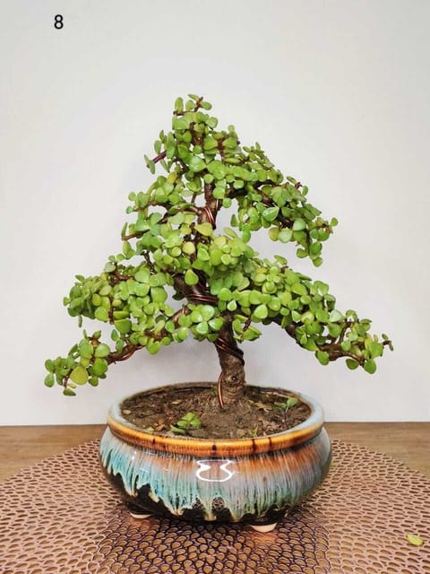 Jade Plant (Hybrid, Pack Of 1)