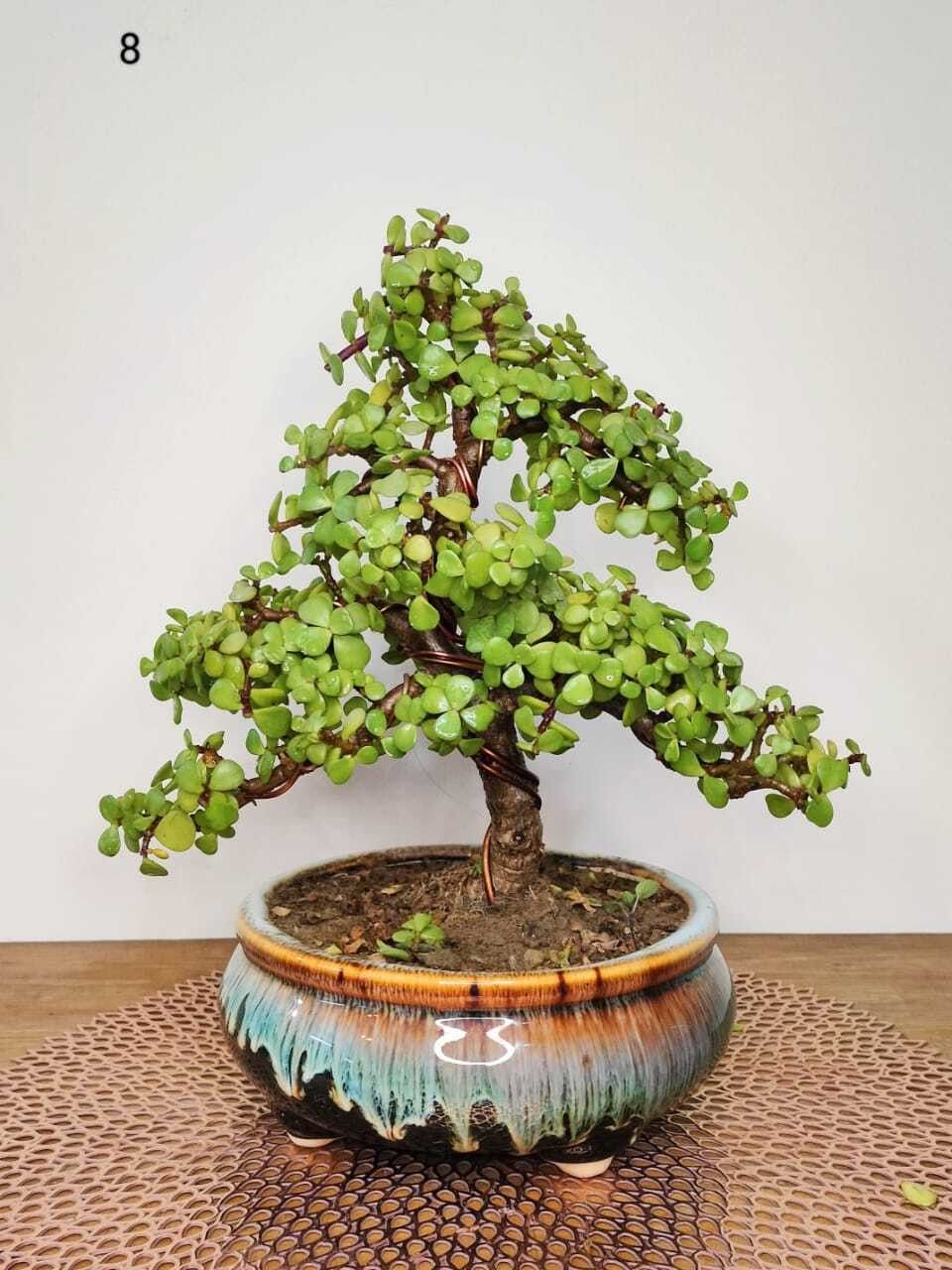 Jade Plant (Hybrid, Pack Of 1)