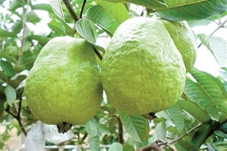 Grafted Thai KG Guava Fruit Plant | For Home Garden