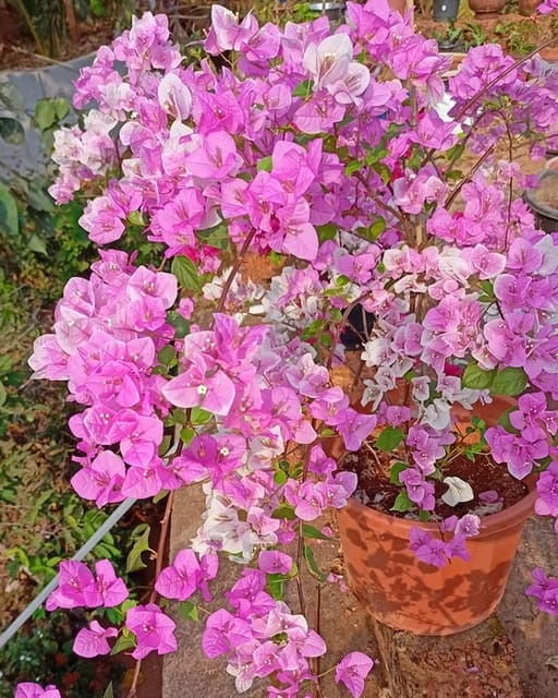 Splash Bougainvillea Fower Plant Splash Bougainvillea Fower Plant