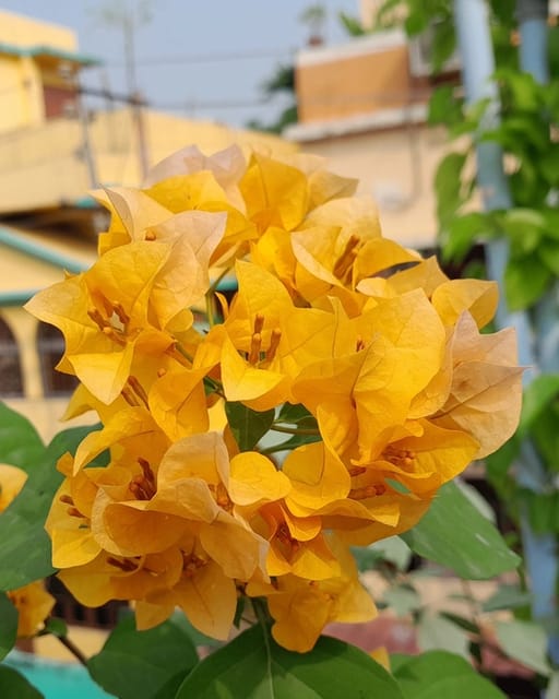 California Gold Bougainvillea Fower Plant California Gold Bougainvillea Fower Plant