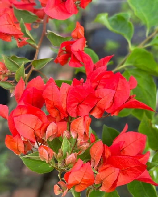 Chilli Red Bougainvillea Fower Plant Chilli Red Bougainvillea Fower Plant