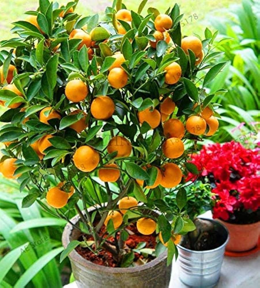 Vietnam All Time Malta Mosambi Grafted Fruit Plants & Tree(1-2 Feet Size)