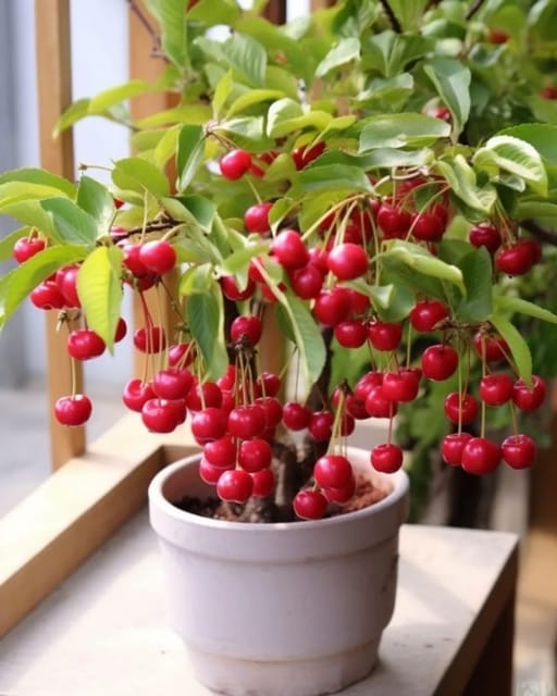 Grafted Lapin's Sweet Cherry Plant Hybrid Variety Grafted Lapin's Sweet Cherry Plant Hybrid Variety