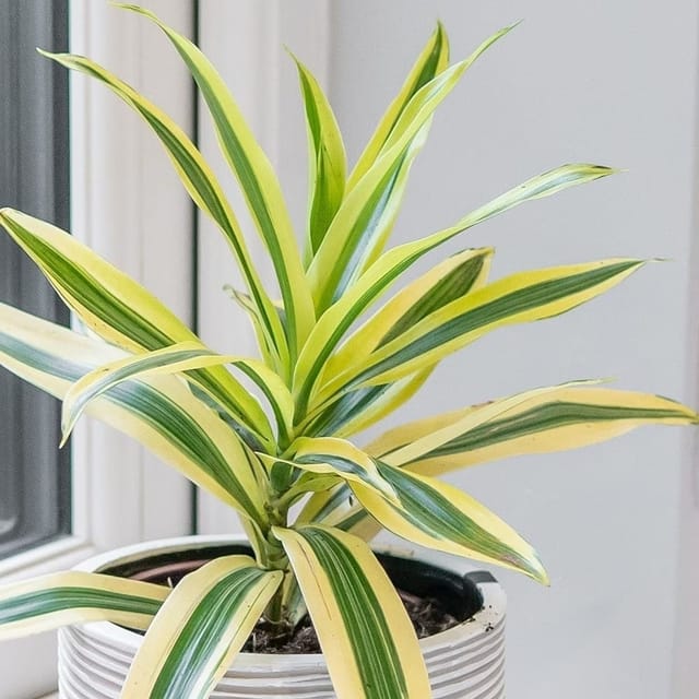 Song Of India Plant (Hybrid, Pack Of 1)
