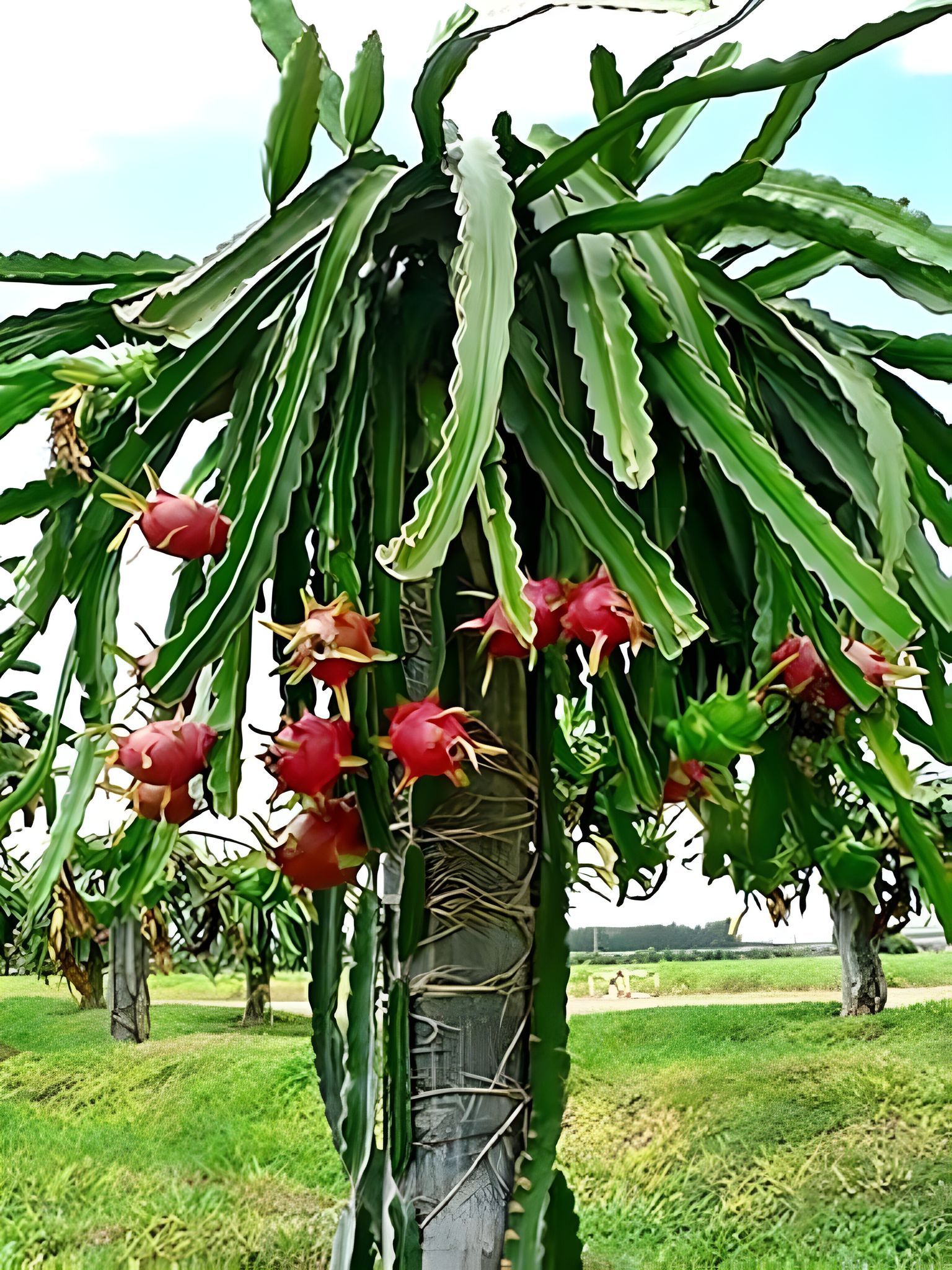 Dragon Tree (Hybrid, Pack Of 1)