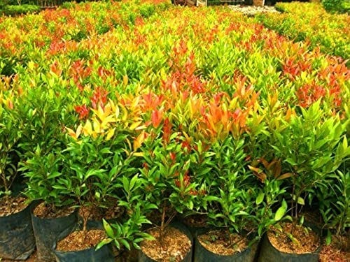 Syzygium Campanulatum, Christina Tree - Plant Syzygium Campanulatum, Christina Tree - Plant