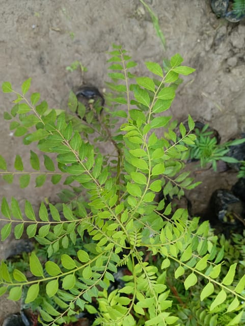 Curry Leaf (kari patta) - Vrikshani