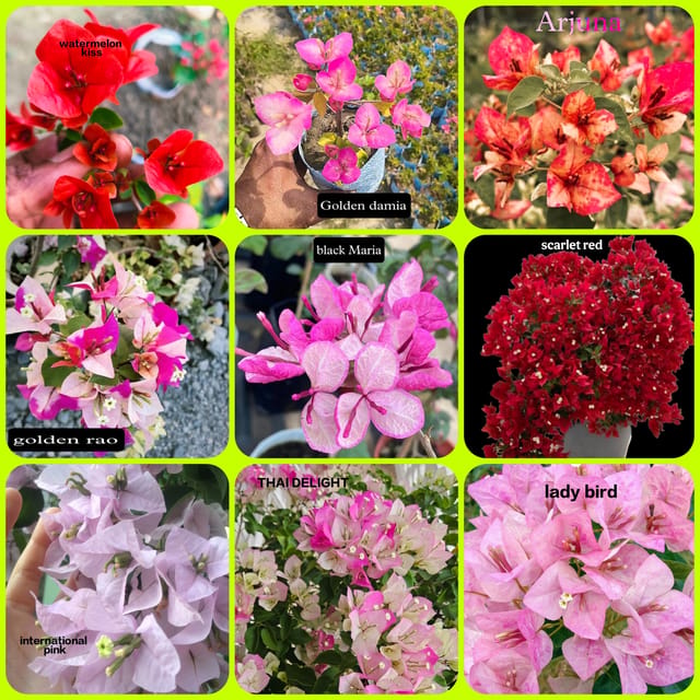 Bougainvillea Combo Pack of 9 Plants | Rare Flowering Bougainvillea Collection Bougainvillea Combo Pack of 9 Plants | Rare Flowering Bougainvillea Collection