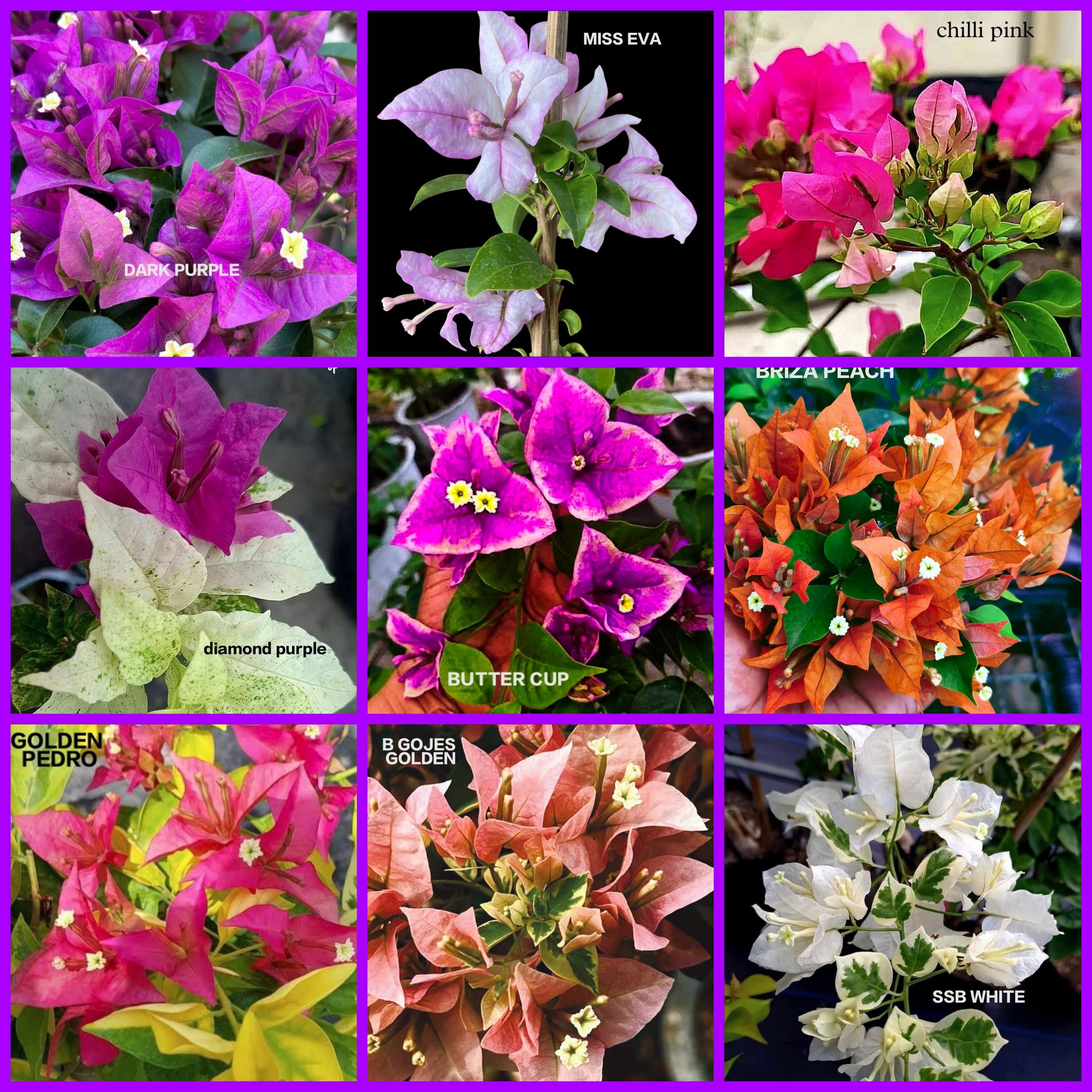 Bougainvillea Assorted Combo Pack of 9 Plants | Rare & Exotic Flowering Varieties | Multicolor Collection