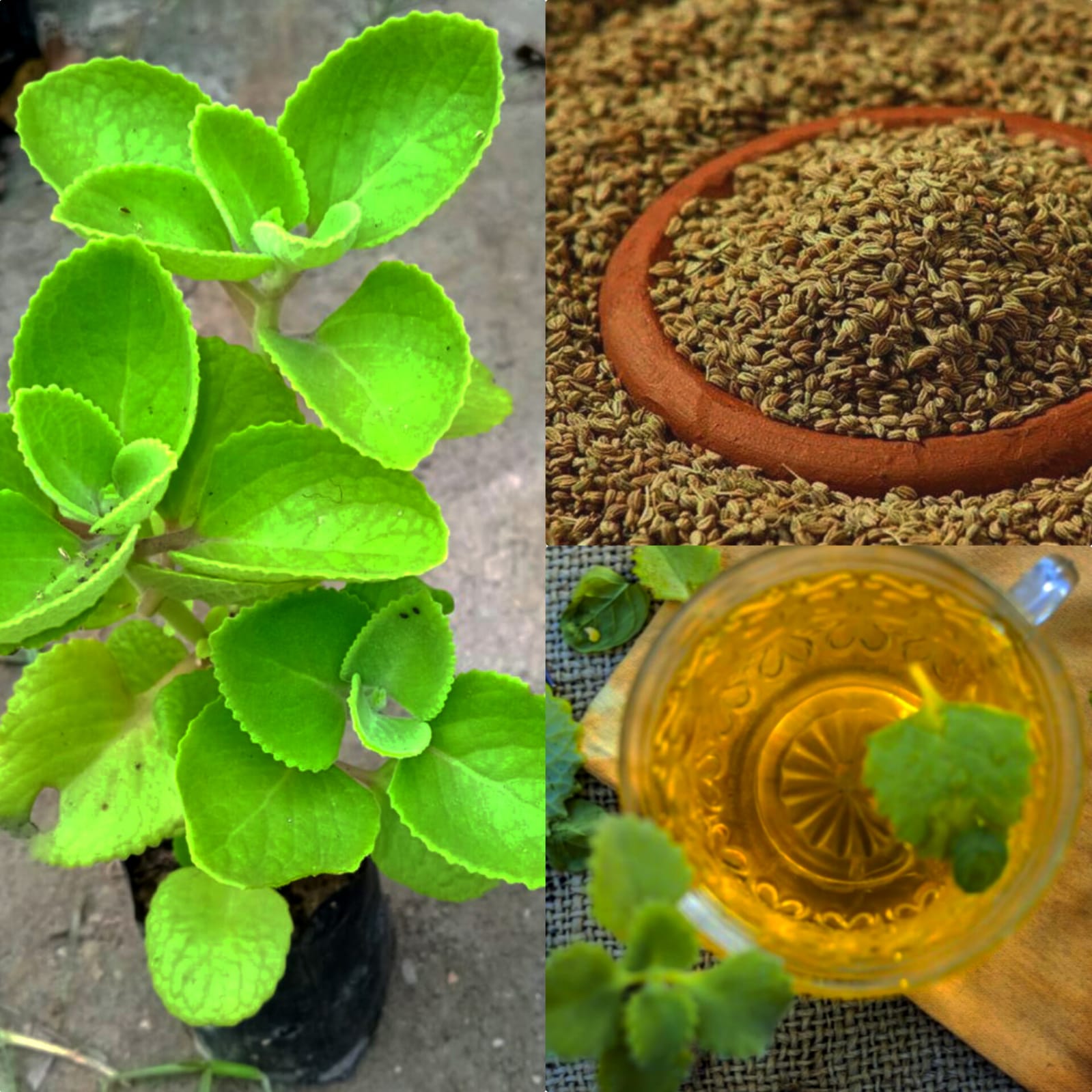 Ajwain/Ova/ Mexican mint Plant