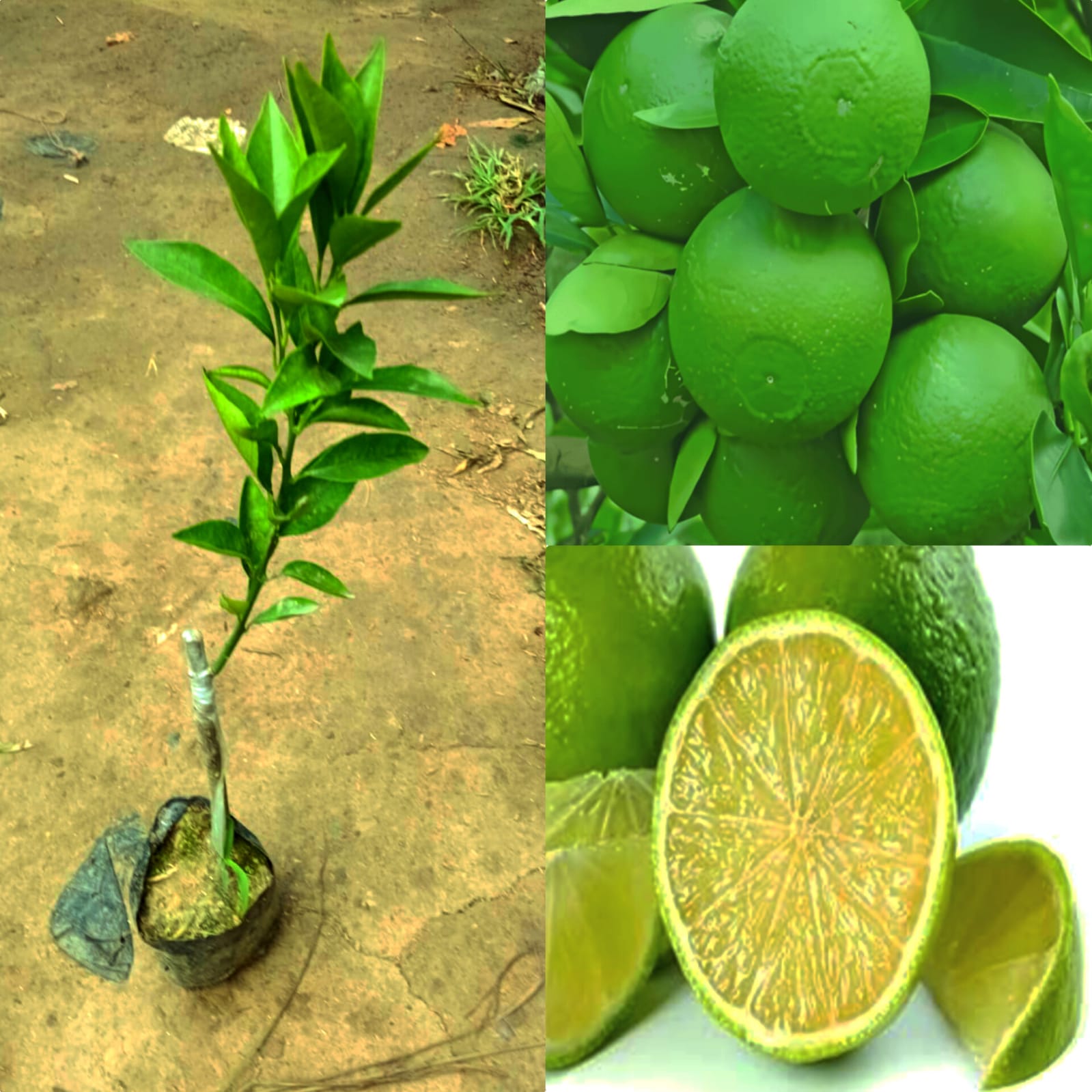 Malta Bari Thai Mosambi Sweet Lemon variety Plant Healthy Grafted Hybrid Plant (Pack of 1)