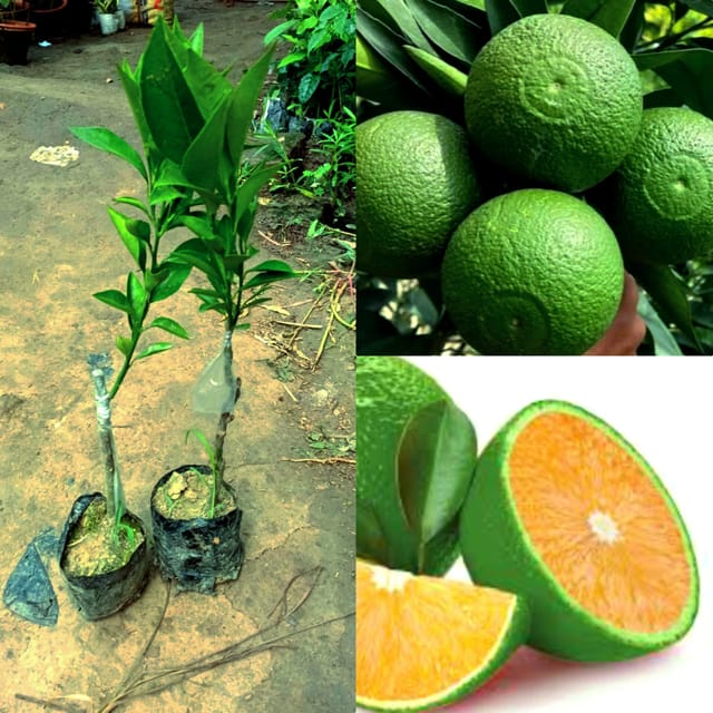 Bari 1 Malta Mosambi Grafted Fruit / Pack of 2 healthy live plant (combo offer)