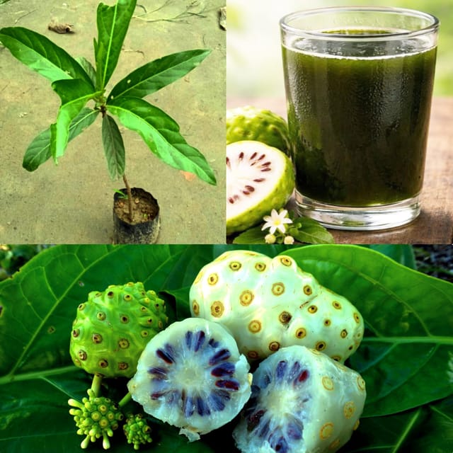 Fruit Plant Cheese Fruit, Noni - Plant