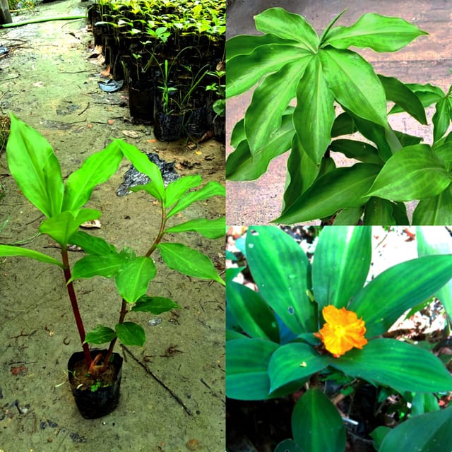 Insulin Plant (Costus igneus)