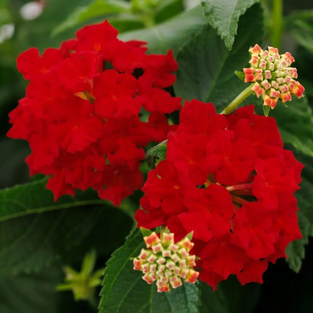 Lantana Hot Blooded Red