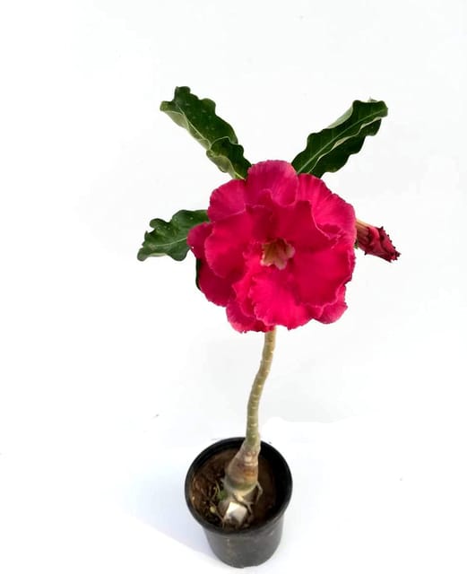 Adenium Grafted Designor Type Spl one Flower Plant [RAJ GARDEN PLANTS]