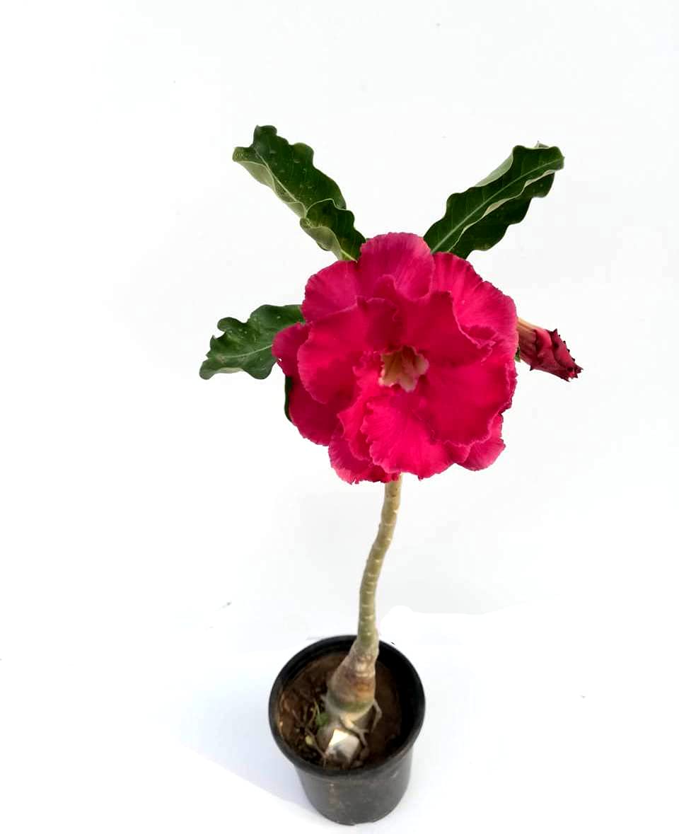 Adenium Grafted Designor Type Spl one Flower Plant [RAJ GARDEN PLANTS]