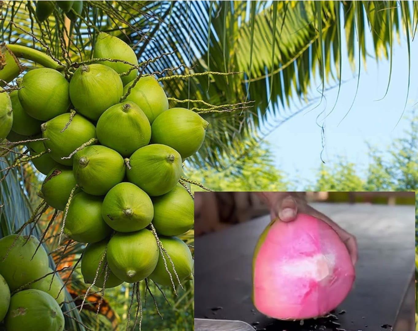 Thai Pink Coconut Tree Plant (1.5–2.5 Feet Height) | Dwarf Hybrid Coconut Plant | Early Fruiting Variety | Exotic Pink Coconut _Shikha Plant Nursery