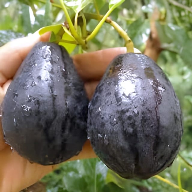 Hass Grafted Avocado Plant |  High Yield Variety  _Shikha Plant Nursery
